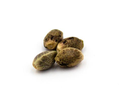 Parkland Flower marijuana seeds