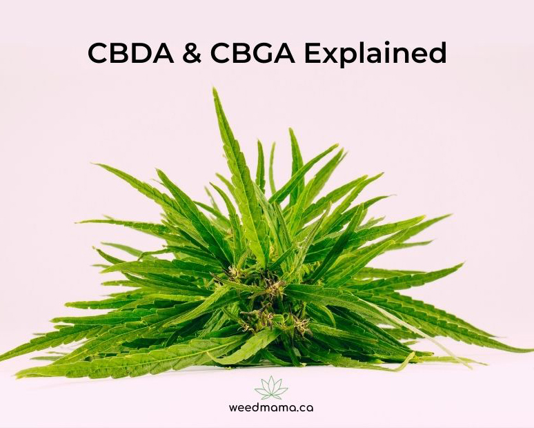 CBDA and CBGA explained